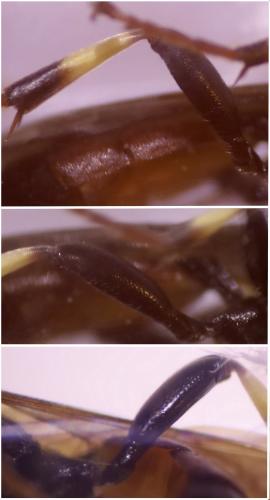 Ichneumon molitorius